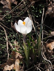 Crocus