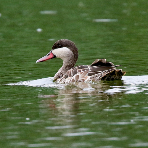 iNaturalist image