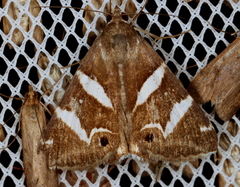 Grammodes oculicola