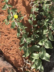 Talinum arnotii
