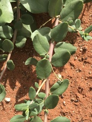 Talinum arnotii