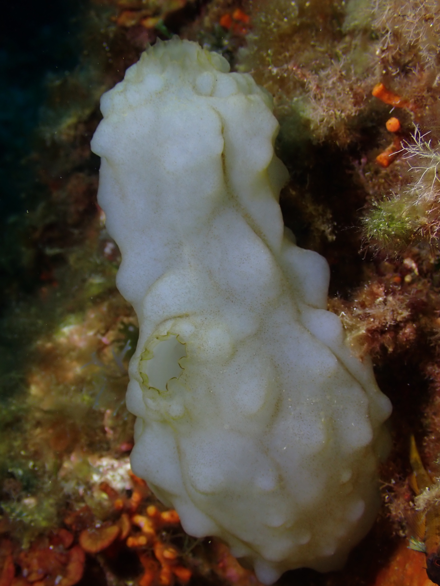 Phallusia mammillata (Cuvier, 1815)