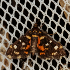 Diathrausta ochreipennis