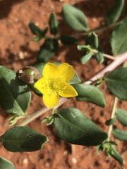 Talinum arnotii