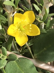 Talinum arnotii