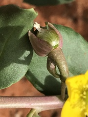 Talinum arnotii