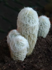 Espostoa lanata