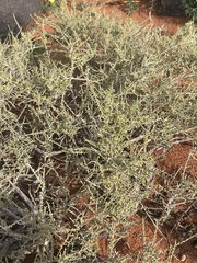 Caroxylon calluna