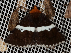 Buzara frontinus