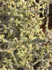 Caroxylon calluna