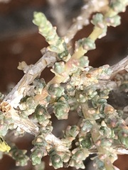 Caroxylon calluna