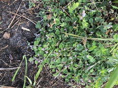 Lobelia ardisiandroides