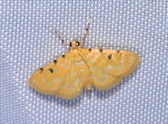 Notarcha