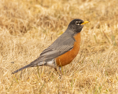 Turdus migratorius image