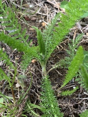 Achillea millefolium