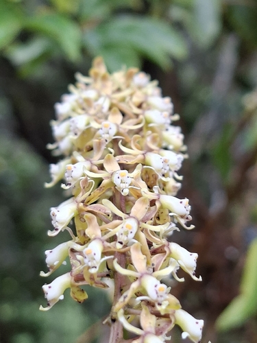 Epidendrum cylindrostachys, photograph 1