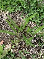 Achillea millefolium