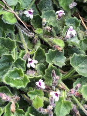 Lobelia ardisiandroides