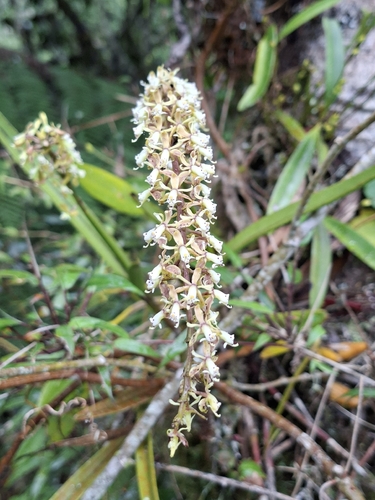 Epidendrum cylindrostachys, photograph 2