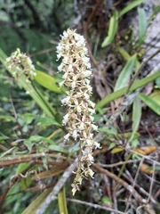 Epidendrum cylindrostachys, photograph (c) Daniel Mesa, some rights reserved (CC BY)