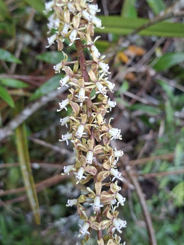 Epidendrum cylindrostachys, photograph 3