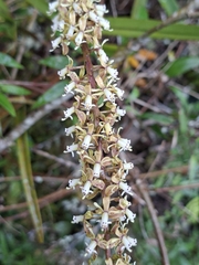 Epidendrum cylindrostachys, photograph (c) Daniel Mesa, some rights reserved (CC BY)