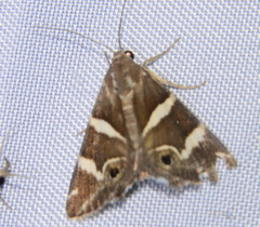 Grammodes pulcherrima