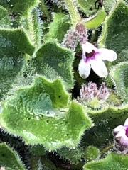 Lobelia ardisiandroides