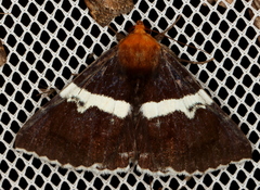 Buzara latizona