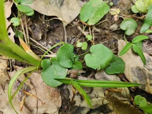Cardamine douglassii, photograph 3