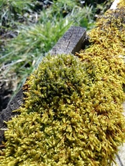 Hypnum cupressiforme lacunosum