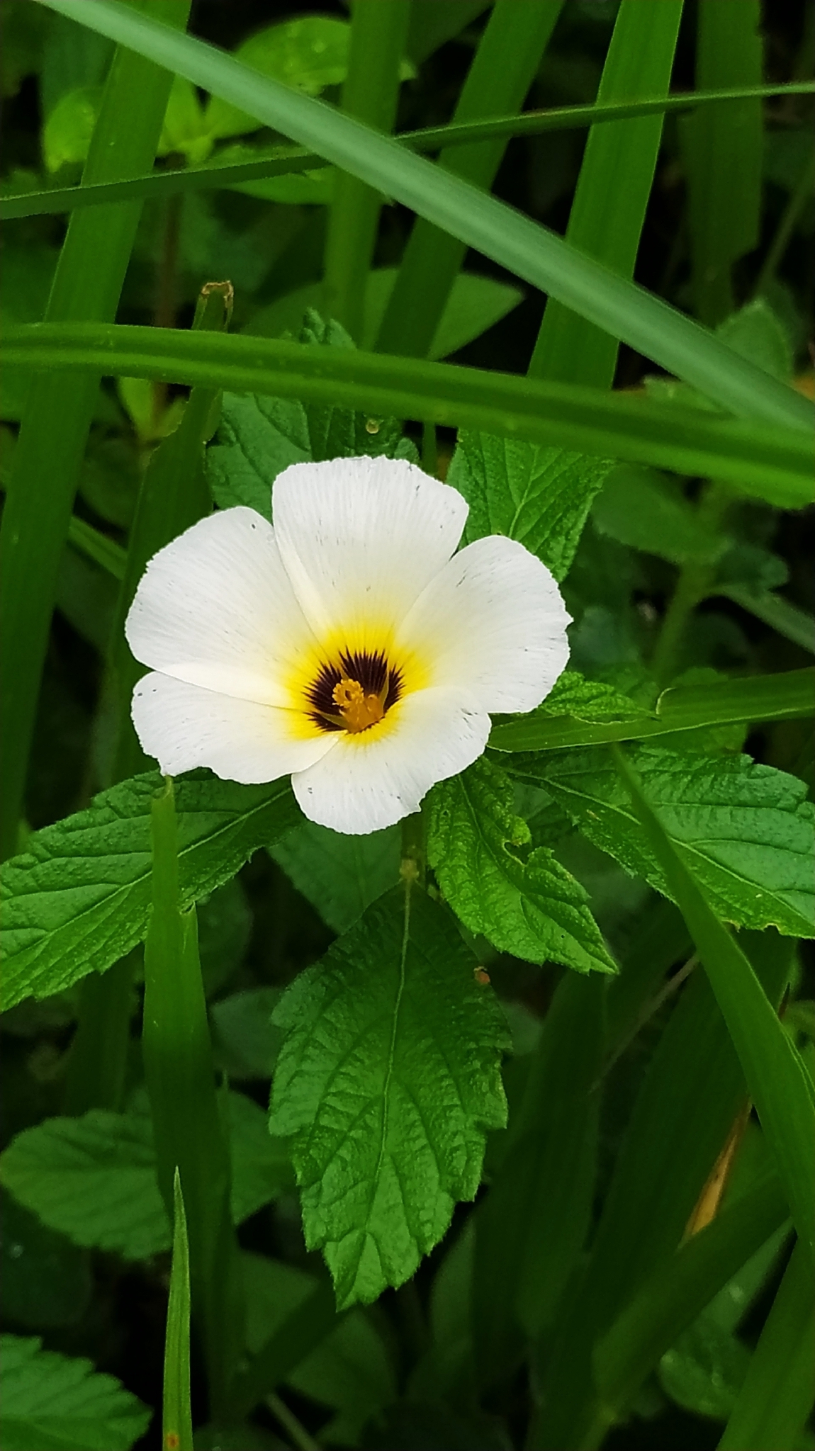 Turnera subulata
