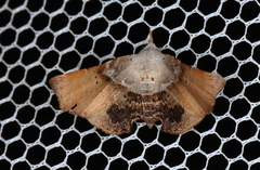 Esthlodora versicolor