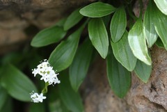 Valeriana saxatilis