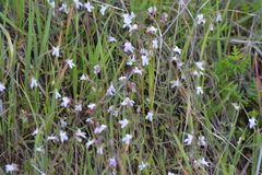 Collinsia sparsiflora collina