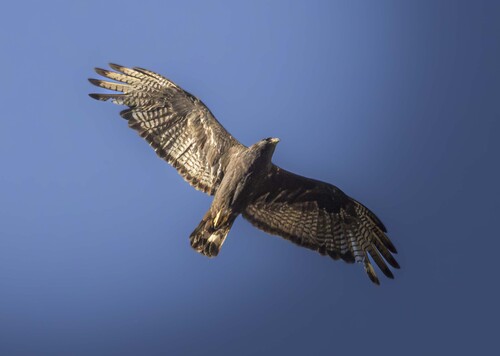 Zone-tailed Hawk (Buteo albonotatus), a species recorded in Arizona