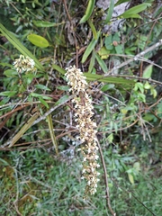 Epidendrum cylindrostachys, photograph (c) Daniel Mesa, some rights reserved (CC BY)
