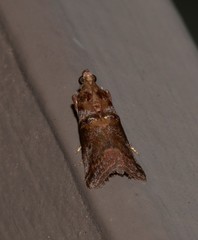 Hypargyria metalliferella