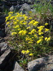 Draba sibirica