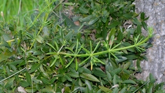 Galium parisiense