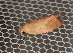 Acanthodela protophaes