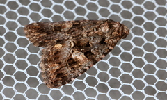 Condica macrosema