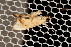 Eudaimonisma batchelorella