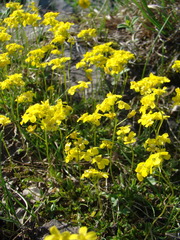Draba sibirica