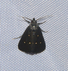 Elaphristis melanica