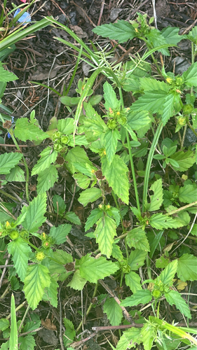 Malvastrum coromandelianum observed 2026-05-12
