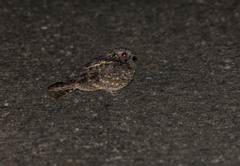 Caprimulgus affinis stictomus