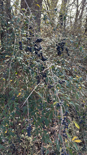 Featured image for “Quihoui privet”