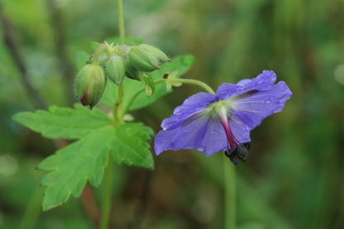 Asiatic crane's-bill