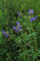 Geranium platyanthum